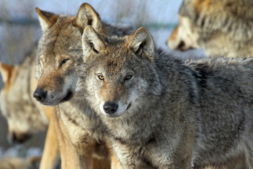 pack of grey wolves