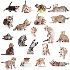 Papier Peint photo Lavable Chat collection de chaton chat ludique drôle isolé sur fond blanc
