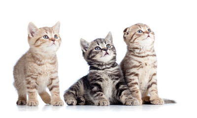 Fototapeta na wymiar trzy małe koty kocięta patrząc w górę na białym backgroun