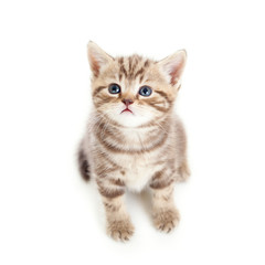 Obraz premium top view of baby cat isolated on white background