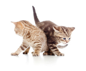 two young cat kittens play together