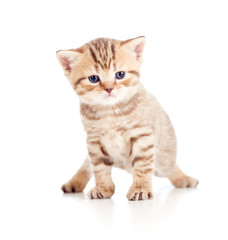 baby cat Scottish kitten isolated on white background