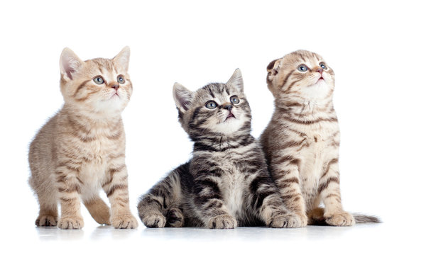 three little cats kittens looking up isolated on white backgroun
