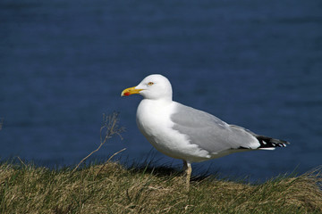 Lachmöwe
