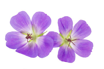 Storchschnabel (Geranium) auf weißem Hintergrund