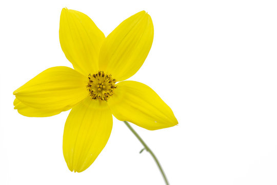 Goldmarie (Bidens ferulifolia) auf wei&szlig;em Hintergrund