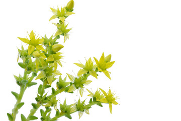 Scharfer Mauerpfeffer (Sedum acre) auf weißem Hintergrund
