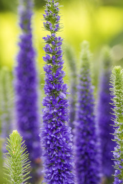 Ehrenpreis (Veronica ulster) im Garten, geringe DOF