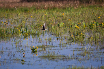 Bird on submerged area,  Biebrza swamps