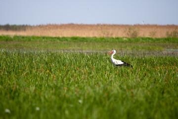 Stork standing in a high grass - 42646940