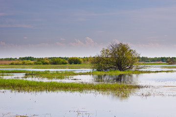 Tree in the middle of Biebrza swamps