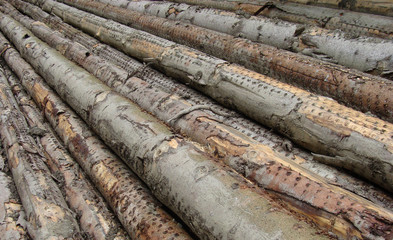 stacked log cut trees