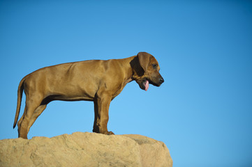 Cute rhodesian ridgeback puppy