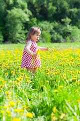 little girl walks in the field with dandelions