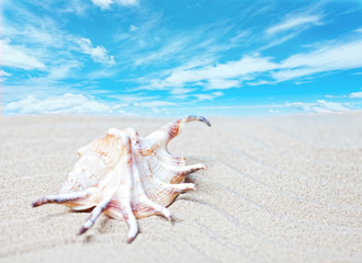 Fototapeta na wymiar Sea shell on a beach against the bright sky