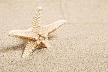 Fototapeta na wymiar Starfish on sand and a place for the text