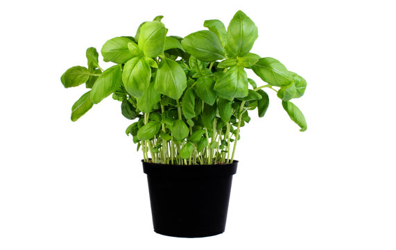 Basil growing in a pot