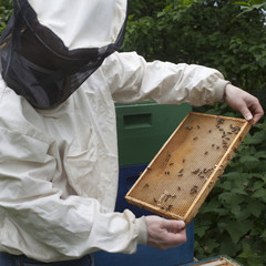 Imker mit Bienen