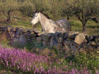cheval dans les oliviers