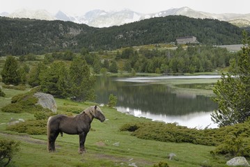 cheval en montagne