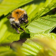 Amongst The Hedgerow Jungle
