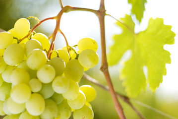 Green grapes on vine