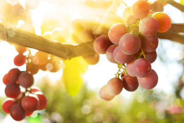 Grapes