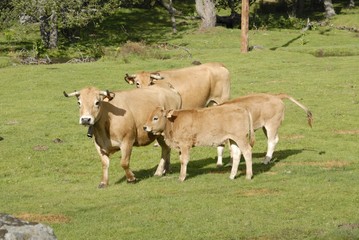 vaches et veaux