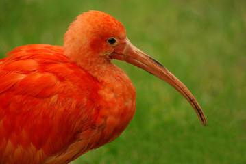 Ibis rouge (eudocimus ruber)