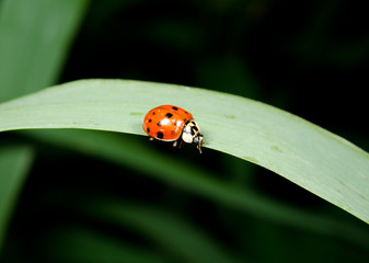cute little asian ladybird