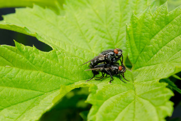 mating flies