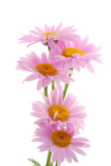 pink daisy gerber flowers