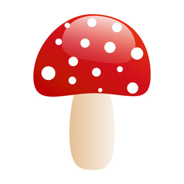 agaric mushroom