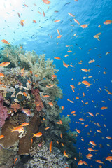 Beautiful tropical coral reef