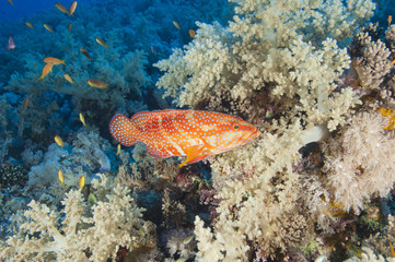 Fototapeta na wymiar Coral grouper on a coral reef