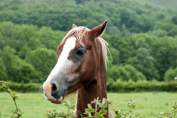 Horse