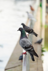 Pigeons sitting on a perch looking into the distance