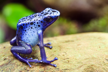Blue poison dart frog, Dendrobates azureus