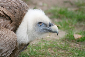 Portrait of a griffon vulture (Gyps fulvus)