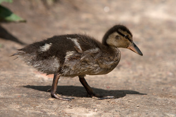 Baby duck