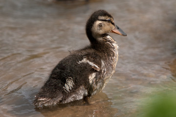 Baby duck