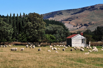 Old Farm Building New Zealand
