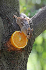 An eastern chipmunk (Tamias striatus ) eating orange set in a tree.