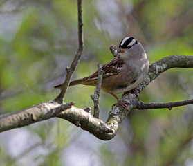 A perched White-crowned Sparrow (Zonotrichia leucophrys) sitting in a tree..