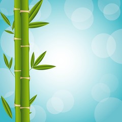 Obraz na płótnie Canvas bamboo