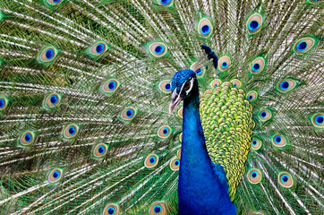 Naklejka premium Peacock raise his feathers