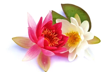 Photo sur Plexiglas fleur de lotus Fleurs - nénuphars aux feuilles vertes