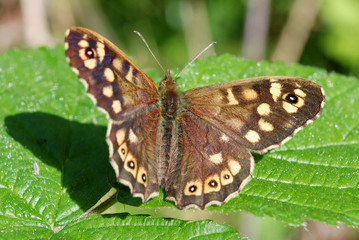 Specled Wood Butterfly