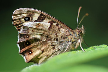 Speckled Wood Butterfy
