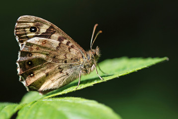 Speckled Wood Butterfly